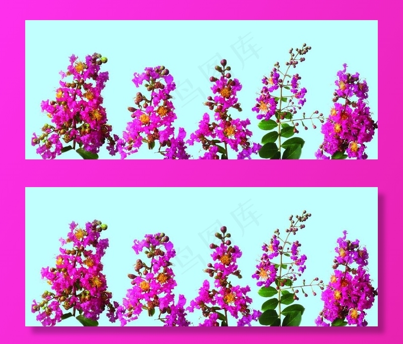 紫薇 花卉图片(5669X2422(DPI:72))psd模版下载