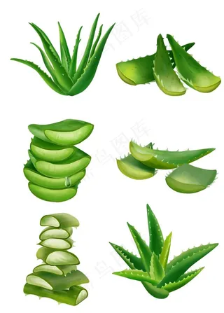 芦荟套图图片