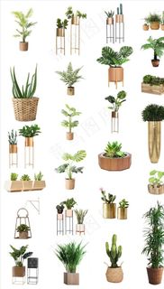 室内设计绿色植物盆栽png素材图片 室内设计绿色植物盆栽png素材图片