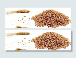 小麦png免扣高清素材图片