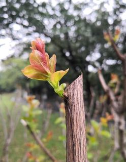 发芽的海棠树图片