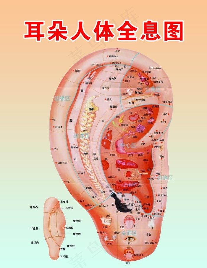 耳朵全息图 耳部图图片