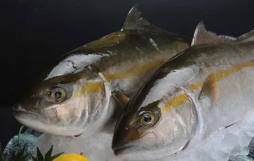 鲢鱼图片 鲢鱼图片