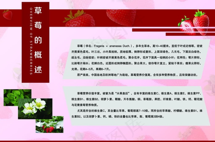 草莓的概述 简介图片(7283X5039(DPI:100))psd模版下载