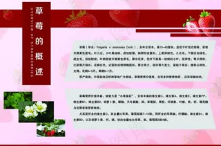 草莓的概述 简介图片