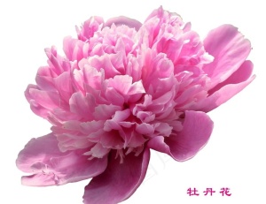 牡丹花图片