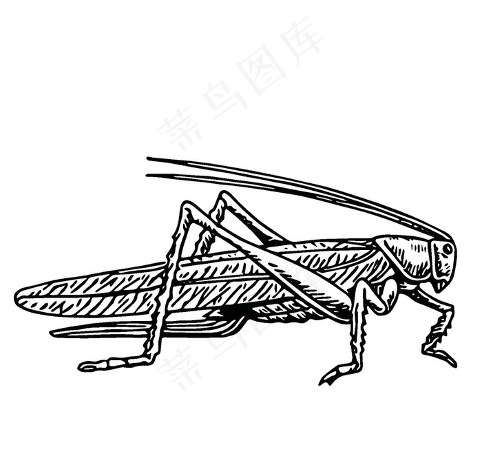 昆虫绘画图案图片eps,ai矢量模版下载