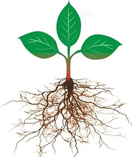 叶子幼苗的根图片 叶子幼苗的根图片