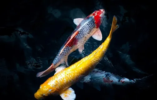 锦鲤图片 锦鲤图片
