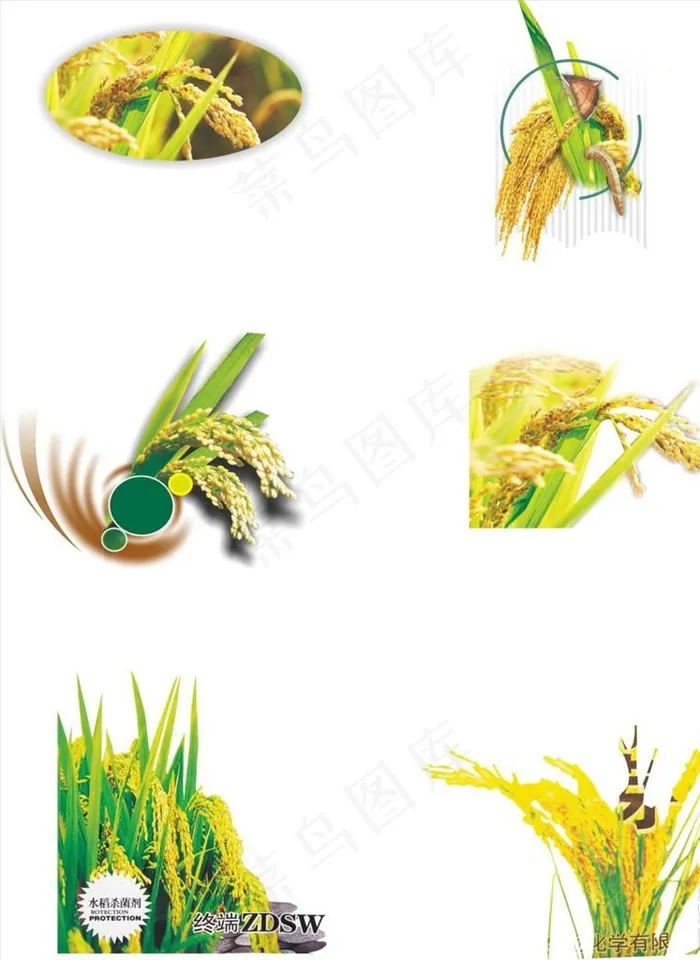 各种水稻形态宣传活动模板源文件图片cdr矢量模版下载