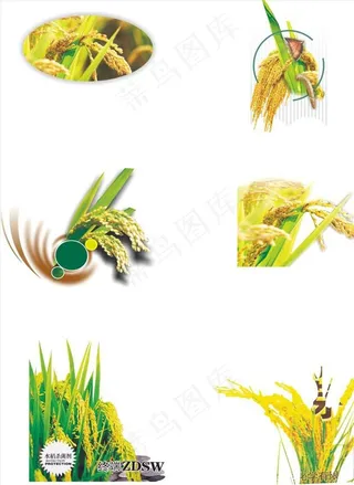 各种水稻形态宣传活动模板源文件图片