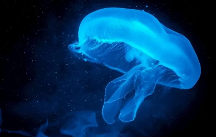 水母图片