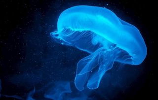 水母图片