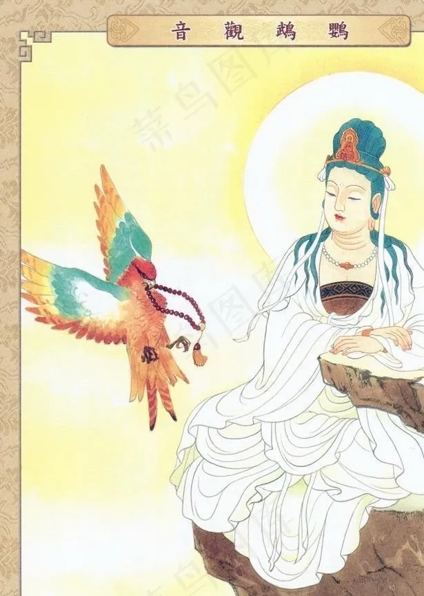 鹦鹉观音图片