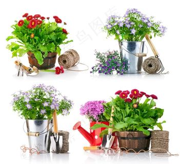 春季园艺盆花图片