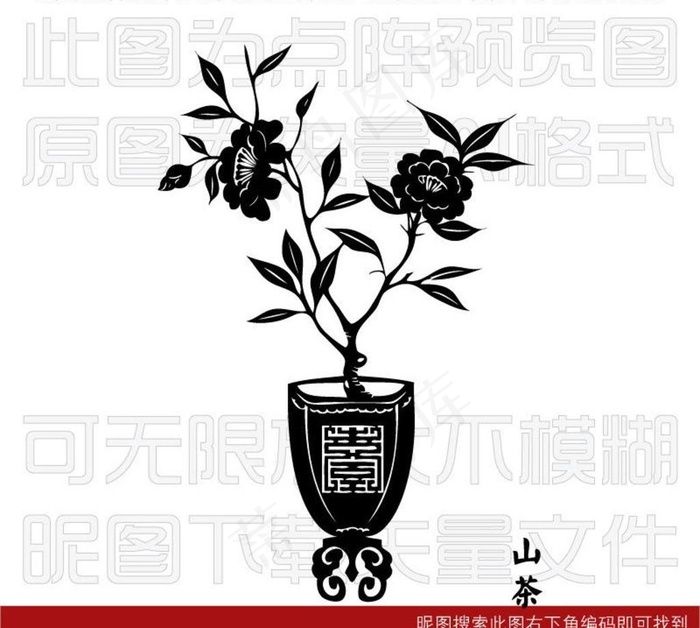 素描山茶花图片