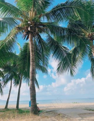 海南椰林  大海  椰树图片