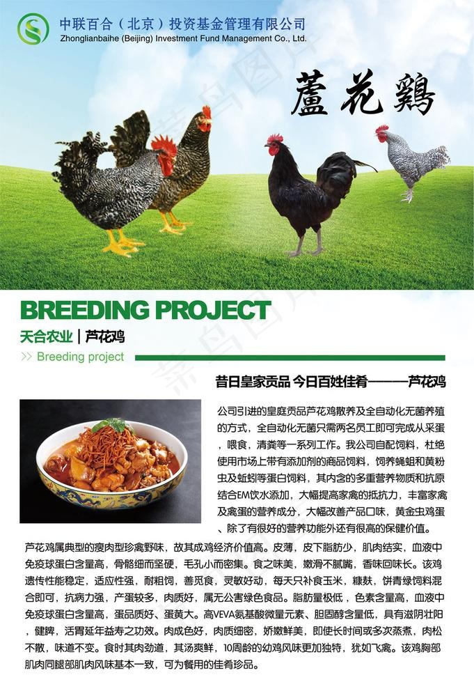芦花鸡图片
