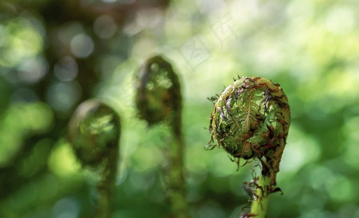蕨菜图片