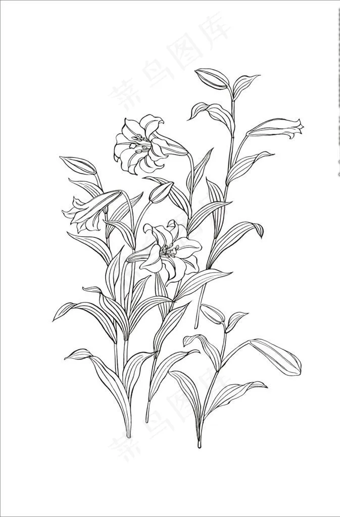 百合花图片