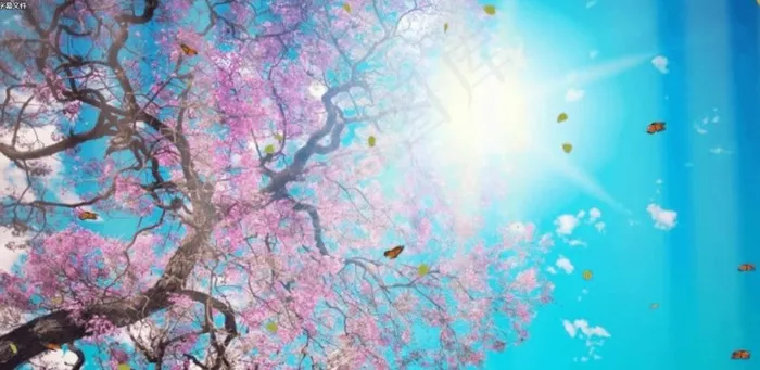 粉色花唯美视频