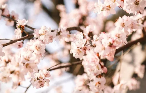 梅花图片 梅花图片
