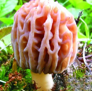 羊肚菌图片 羊肚菌图片