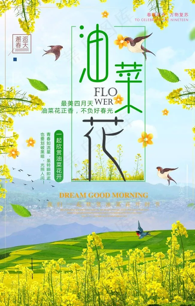 油菜花图片