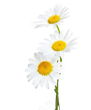 菊花野菊花雏菊春天鲜花花朵图片