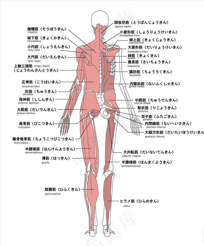 人体结构图图片ai矢量模版下载