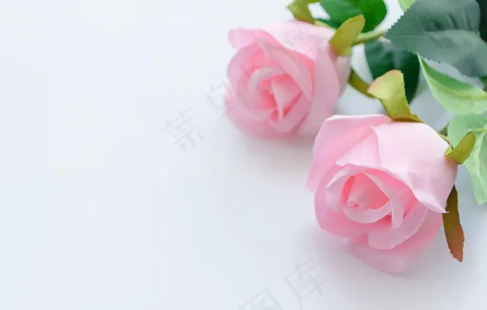 白色桌面粉色玫瑰花背景图片