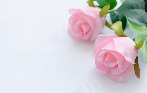 白色桌面粉色玫瑰花背景图片