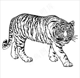 虎图片
