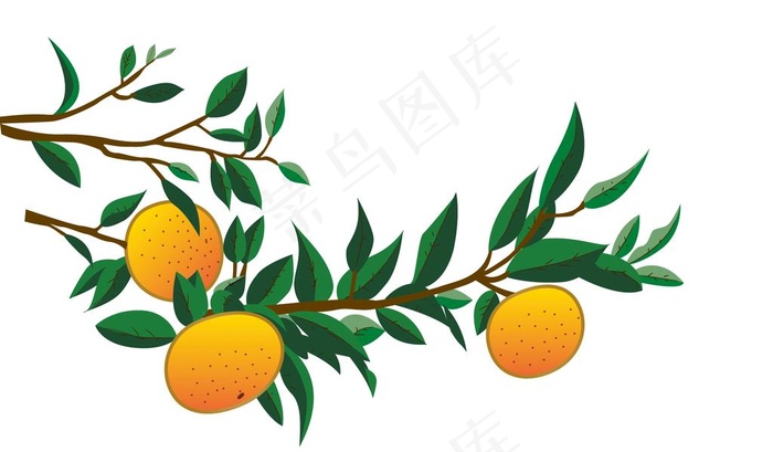 小青柑 图片ai矢量模版下载