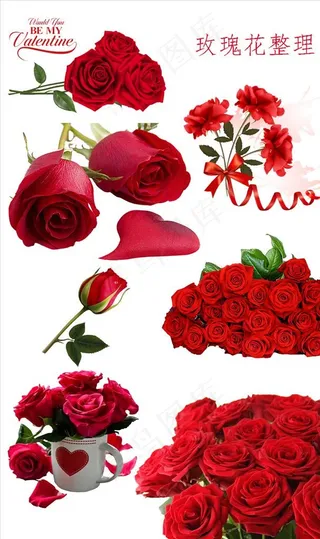 玫瑰 玫瑰花图片