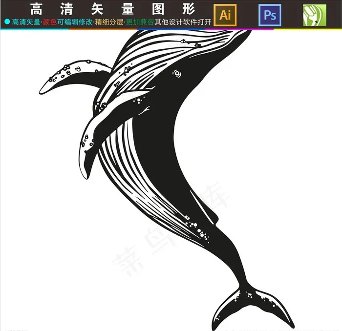 鲸鱼图片ai矢量模版下载