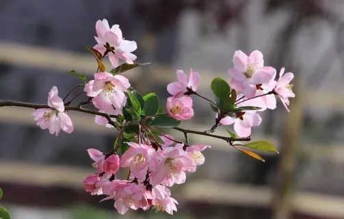 垂丝海棠花图片 垂丝海棠花图片