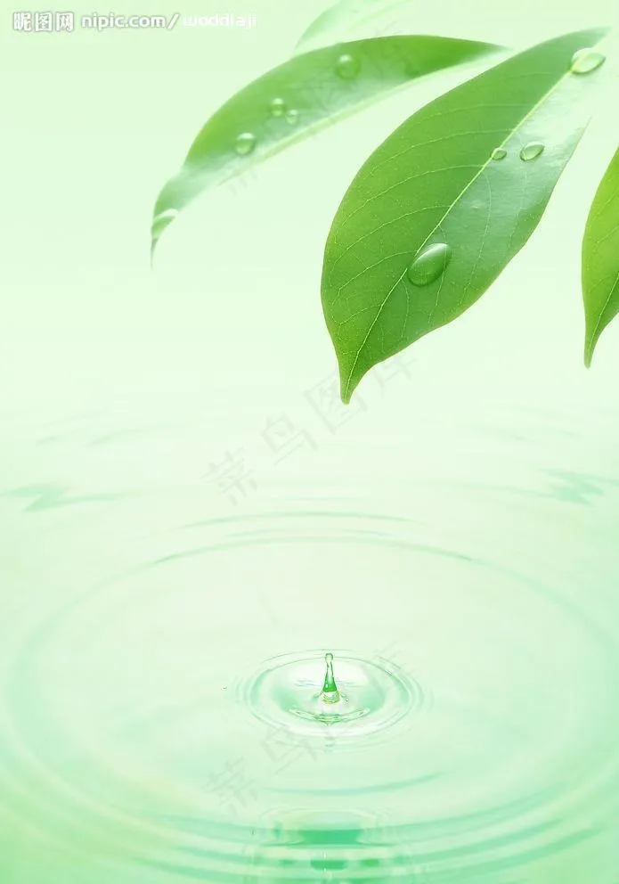 树叶 水滴 水纹图片