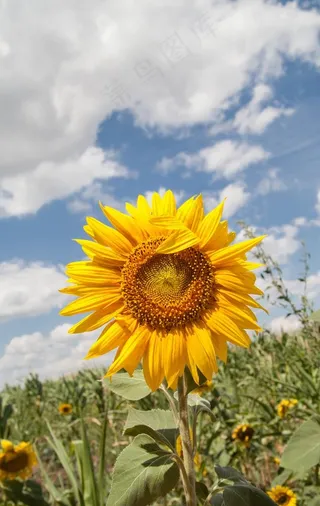 向日葵图片