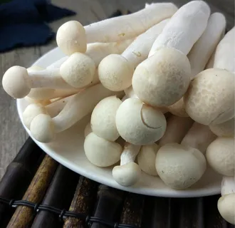 海鲜菇图片 海鲜菇图片