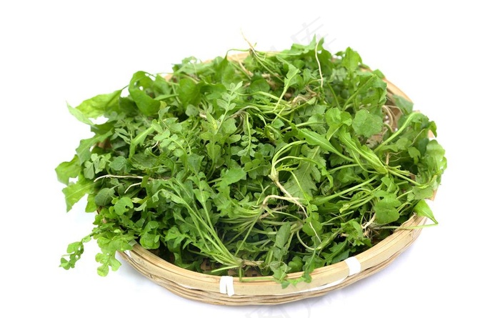 新鲜荠菜图片