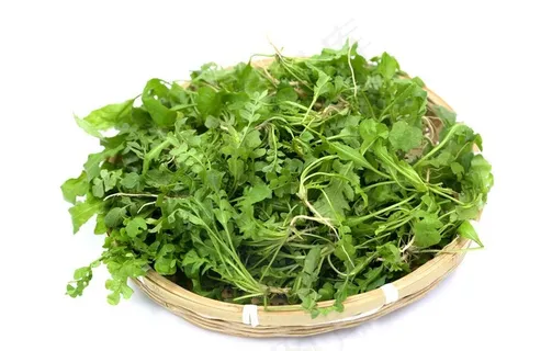 新鲜荠菜图片 新鲜荠菜图片