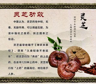 灵芝功效图片