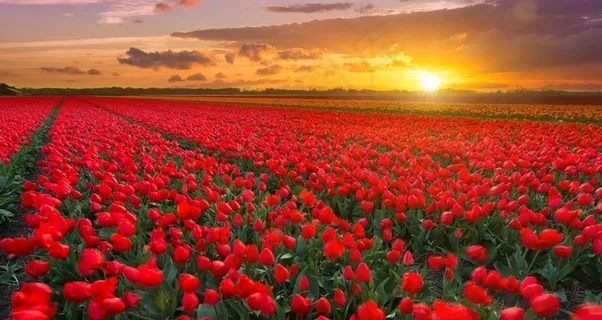 玫瑰花田图片 玫瑰花田图片