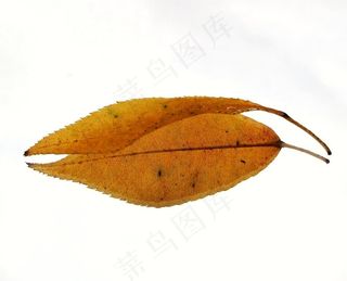 树叶 一片叶子 黄叶  落叶图片