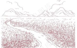 玉米地 矢量图片