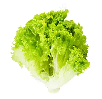 生菜图片 生菜图片
