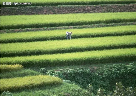 农民种田图片 农民种田图片