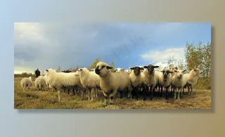 羊群绵羊养殖散养图片