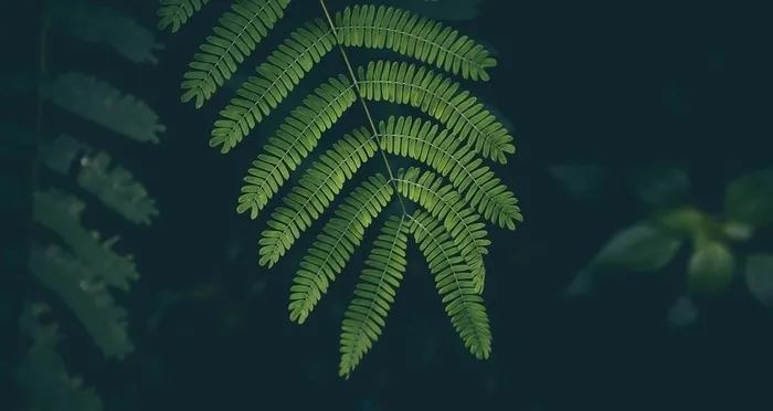 拍摄素材图片